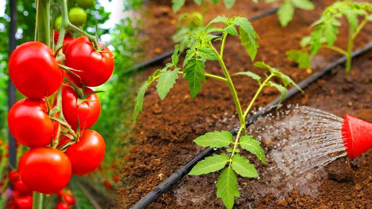 Je n’arrose plus mes tomates comme avant depuis que mon grand père m’a montré : la technique qui change tout en pleine canicule