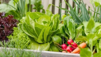 Idées de légumes à planter en août