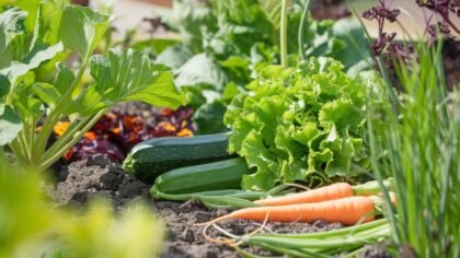 Quels légumes planter en juillet ?